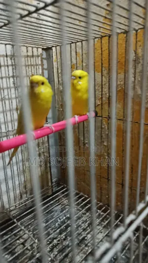 Lutino Budgie