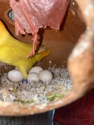 Lutino Love Bird