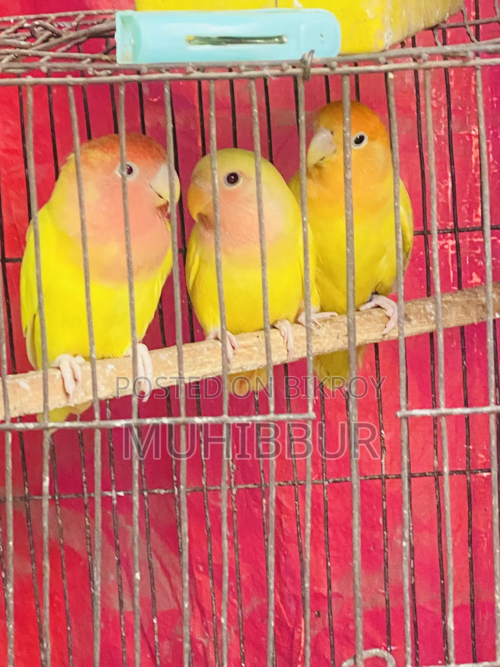 Lutino Love Bird