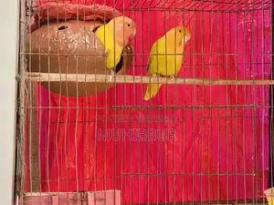 Lutino Love Bird