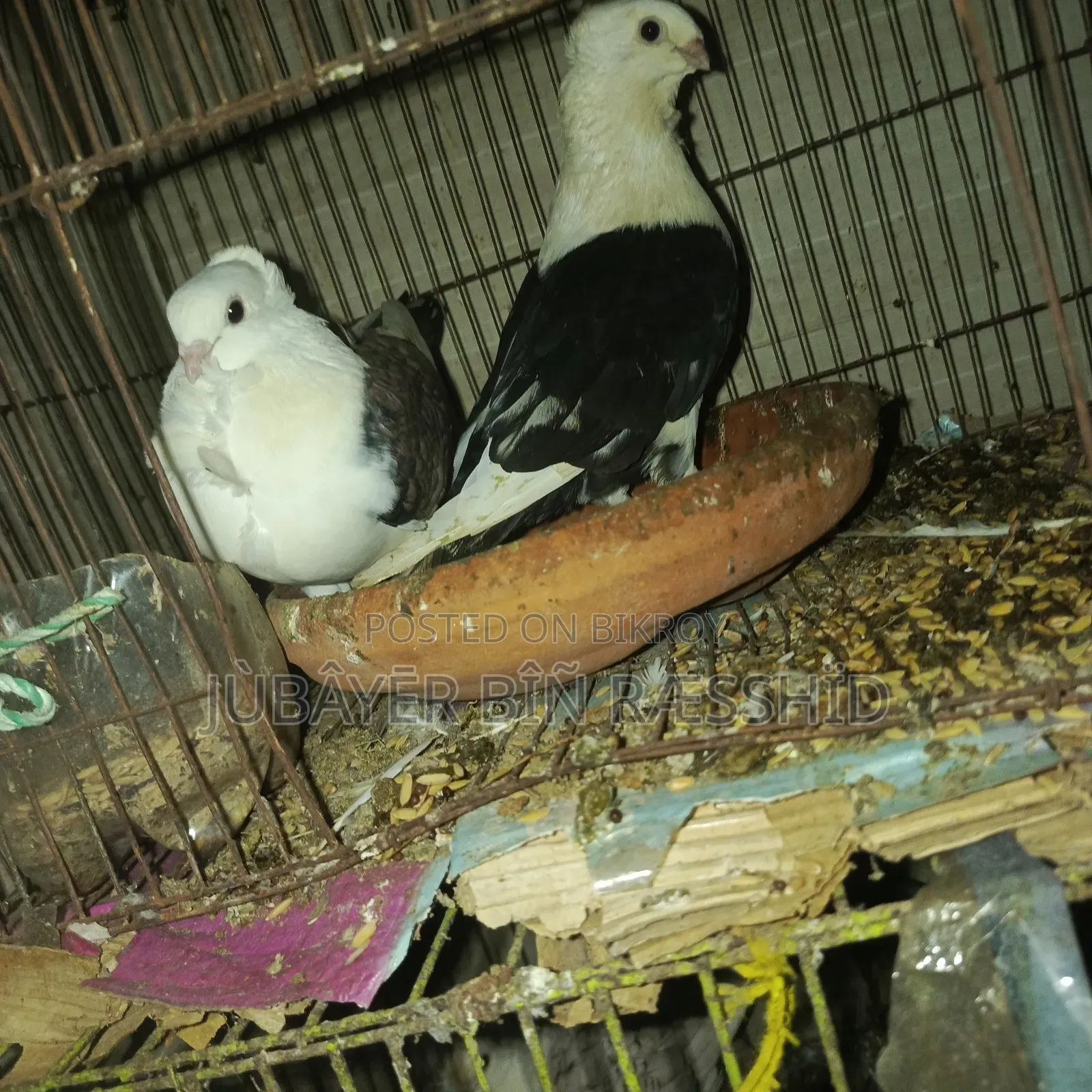 Satin Pigeon. Ready to lay eggs.