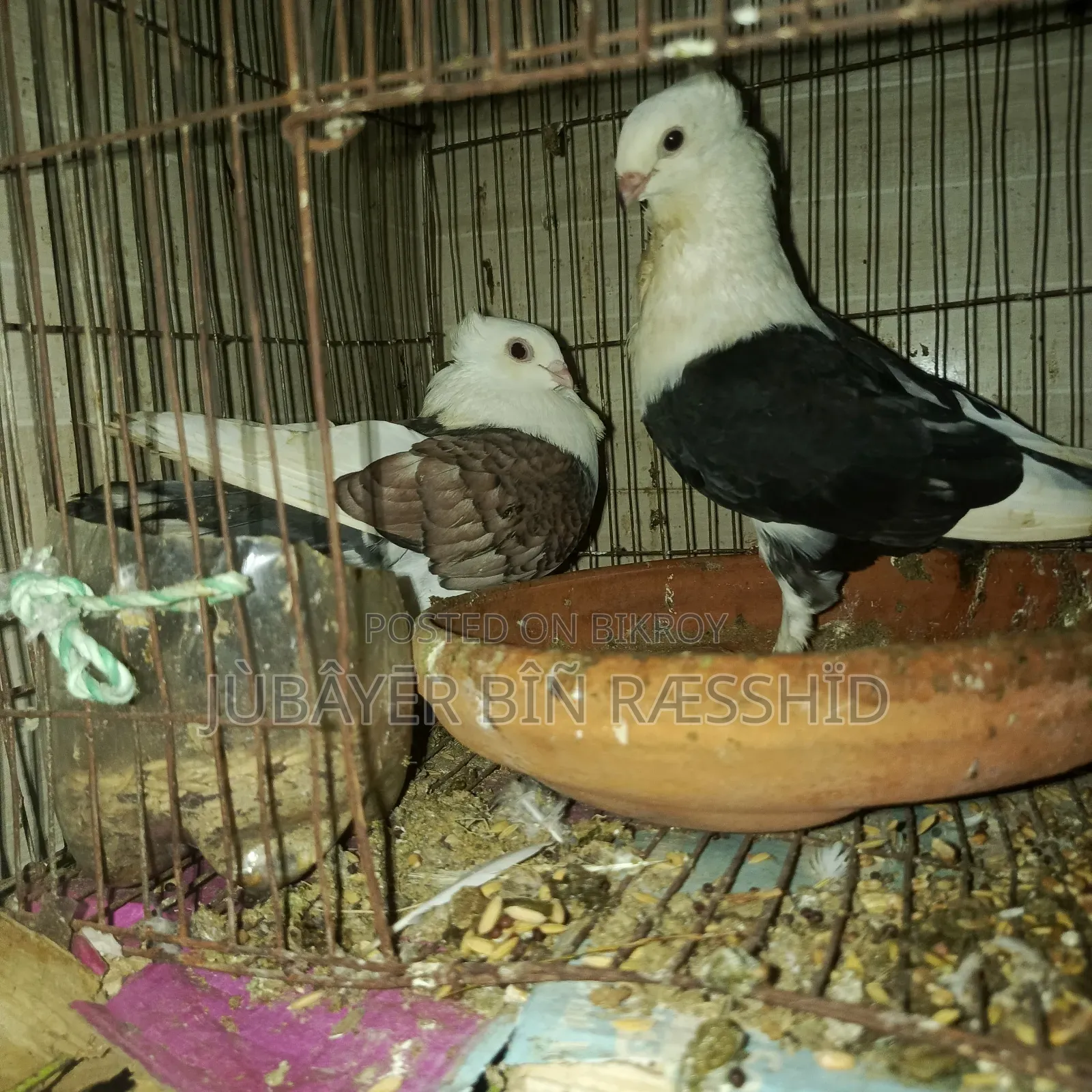 Satin Pigeon. Ready to lay eggs.