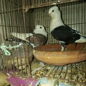 Satin Pigeon. Ready to lay eggs.