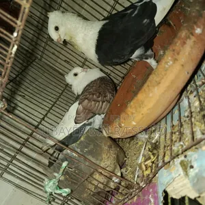 Satin Pigeon. Ready to lay eggs.
