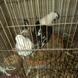 Satin Pigeon. Ready to lay eggs.