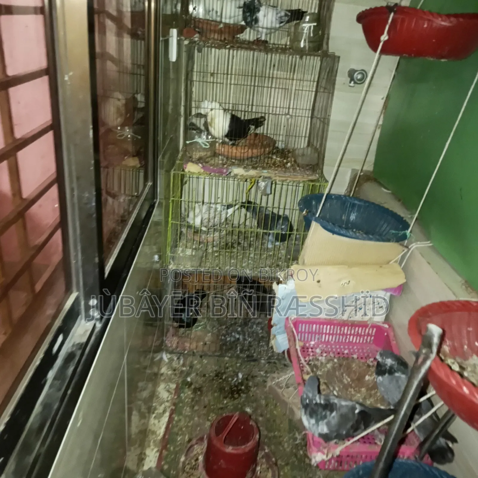 Satin Pigeon. Ready to lay eggs.