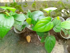 Black Pepper Sapling Cutting *******Cutting