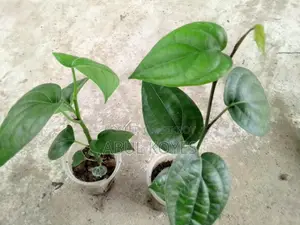 Black Pepper Sapling Cutting *******Cutting