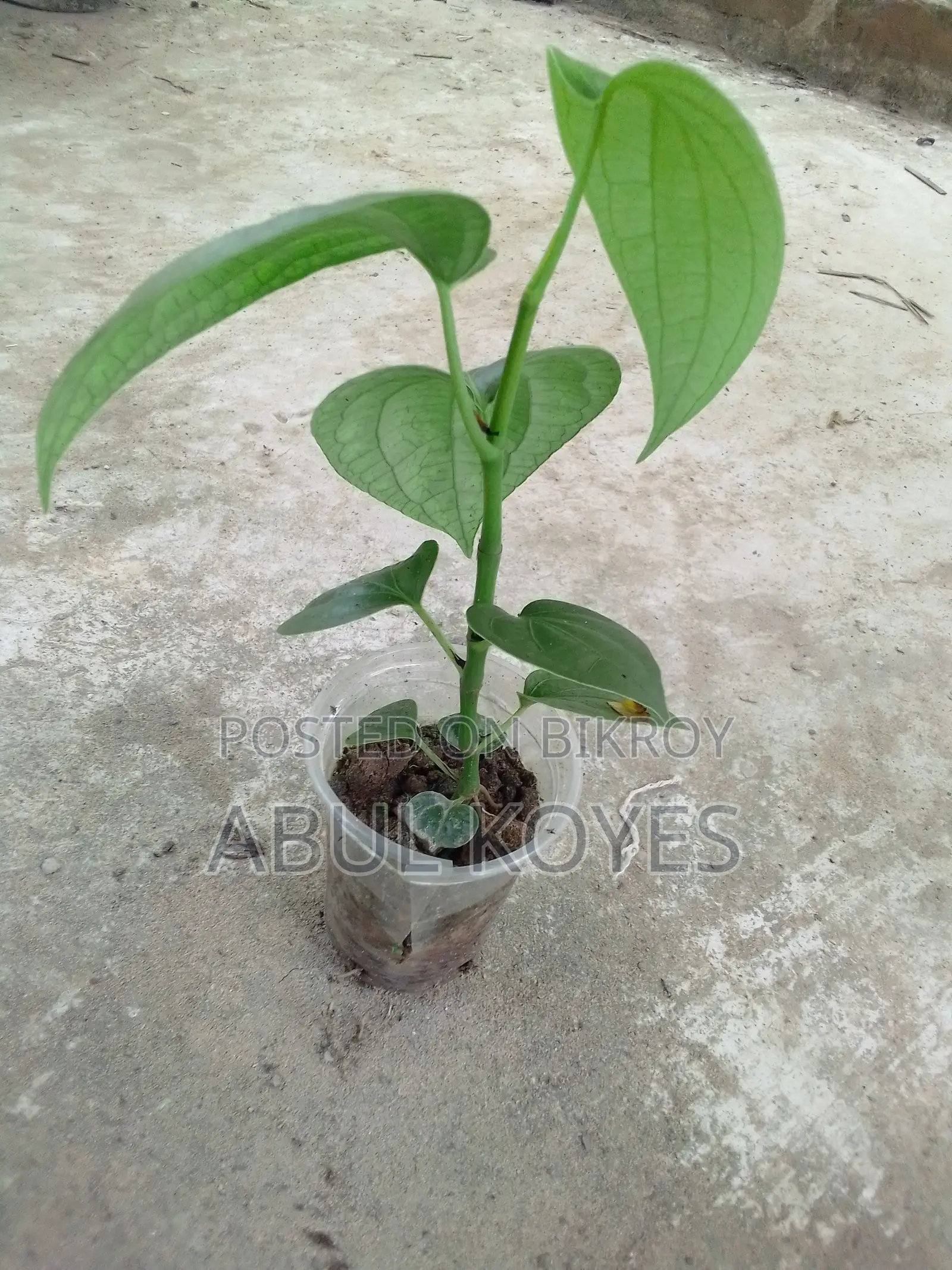 Black Pepper Sapling Cutting *******Cutting