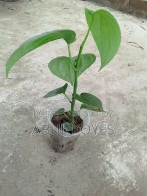 Black Pepper Sapling Cutting *******Cutting