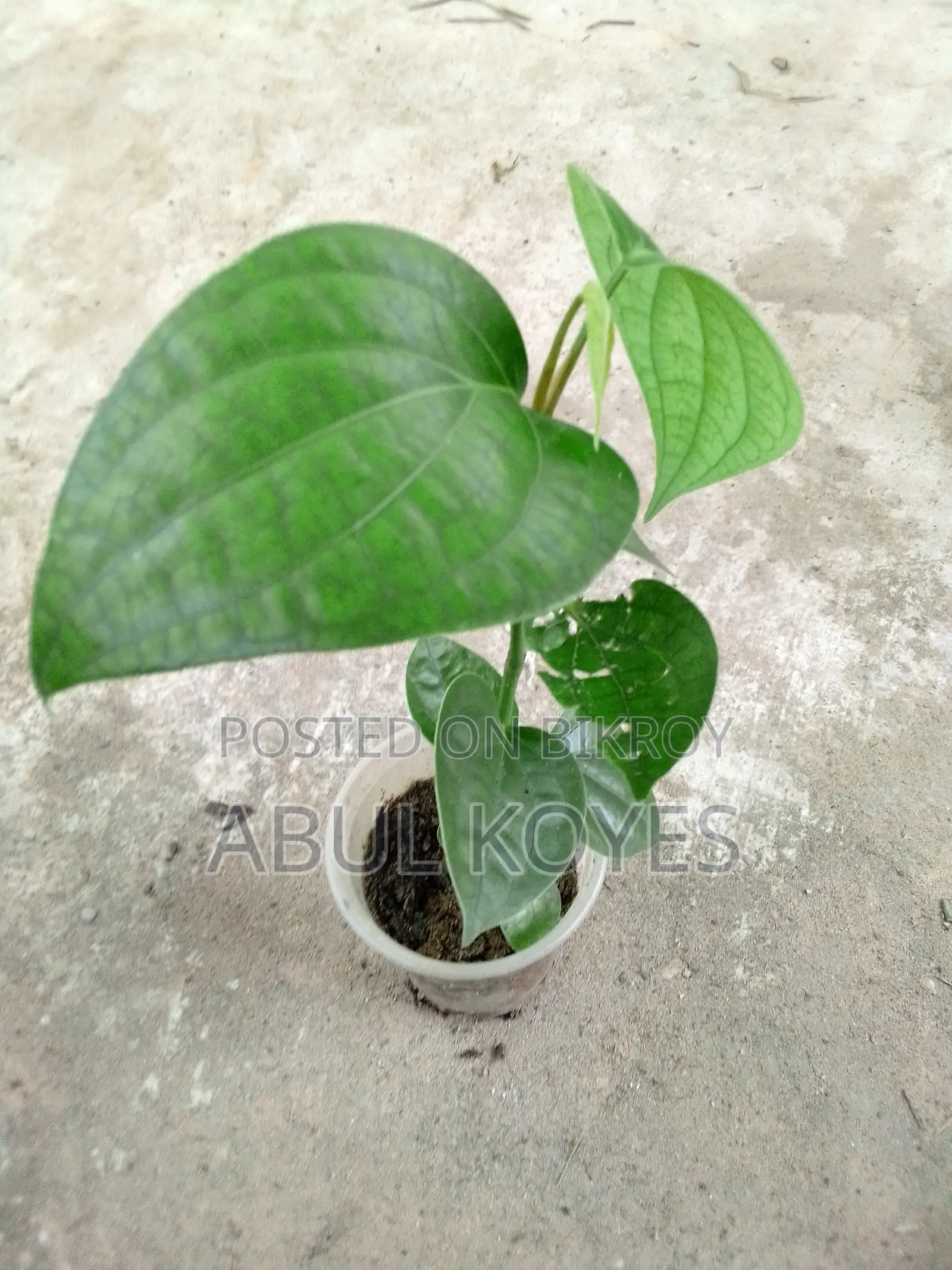 Black Pepper Sapling Cutting *******Cutting