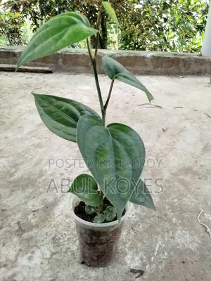 Black Pepper Sapling Cutting *******Cutting