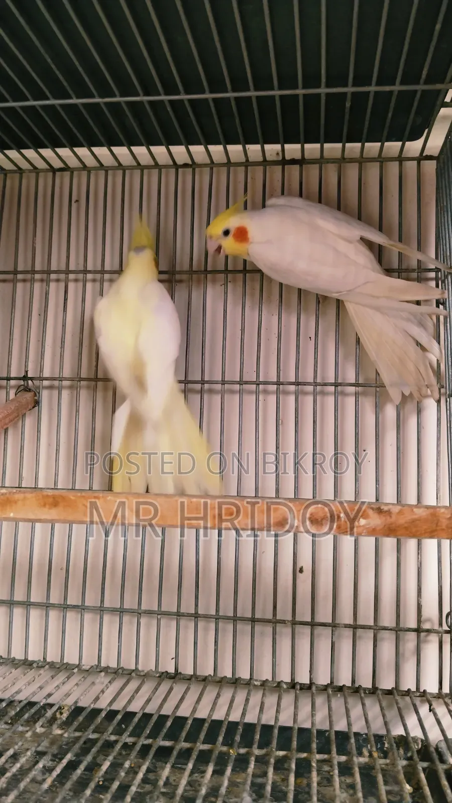 Cockatiel Pair