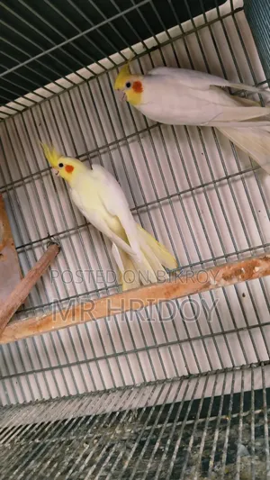 Cockatiel Pair