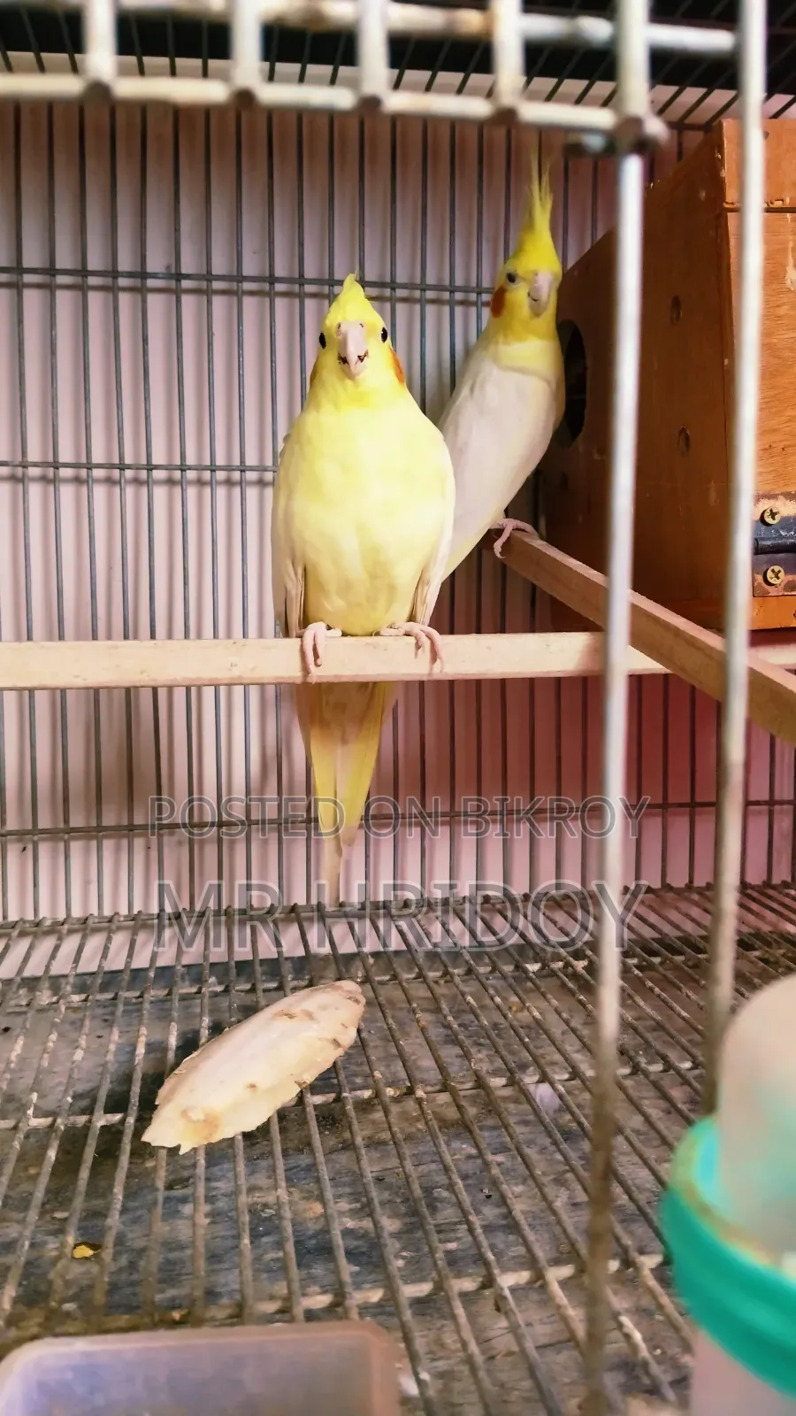 Cockatiel Pair