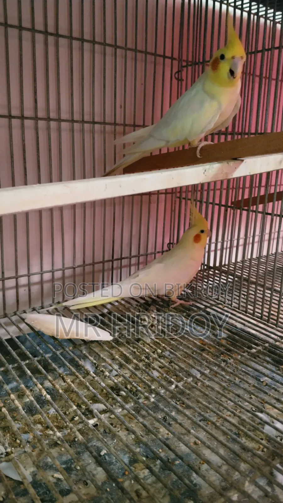 Cockatiel Pair