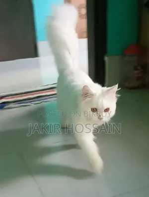 3 to 6 months Male Purebred Persian