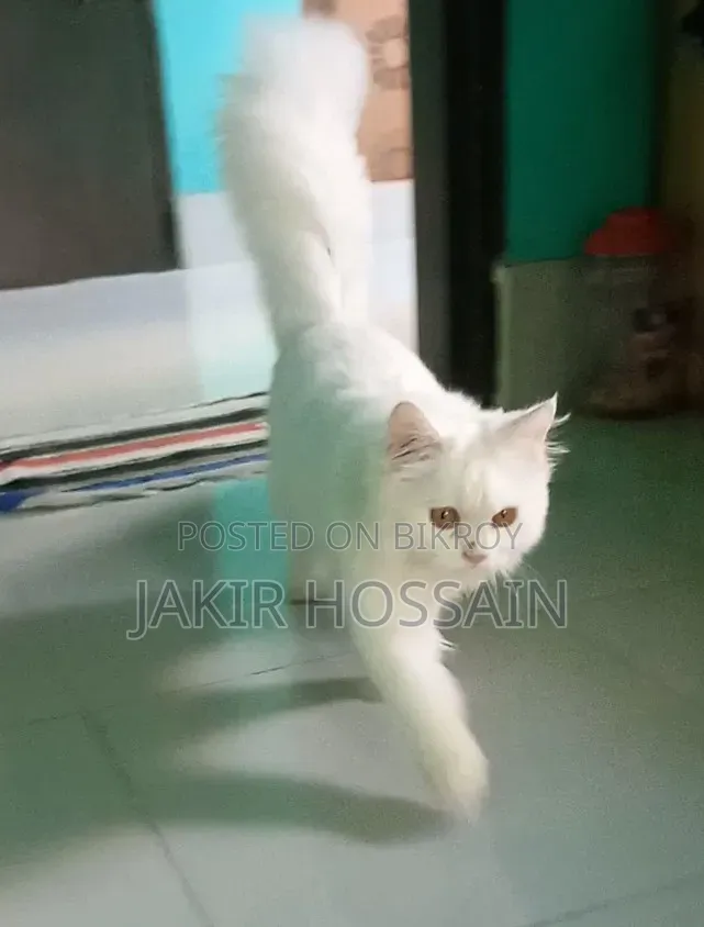 3 to 6 months Male Purebred Persian