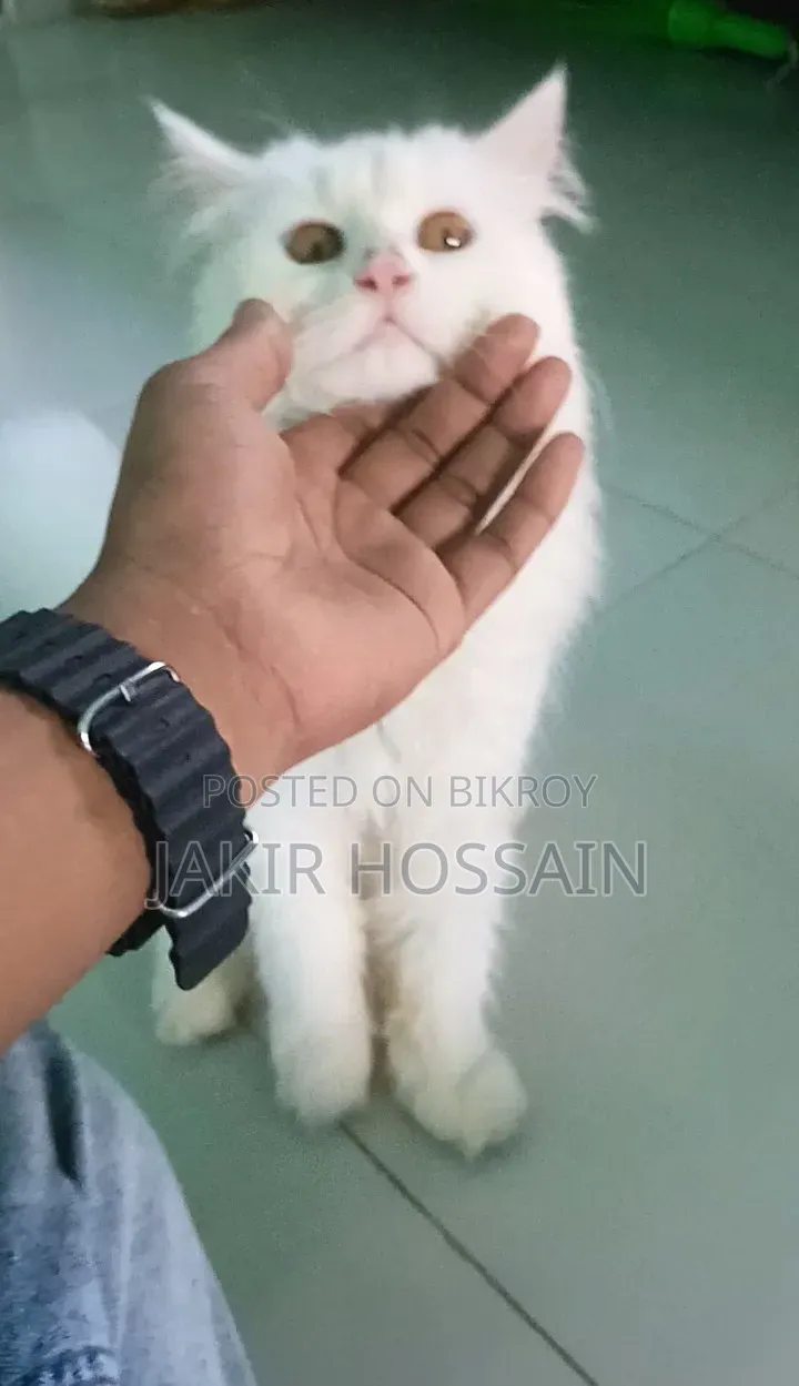 3 to 6 months Male Purebred Persian