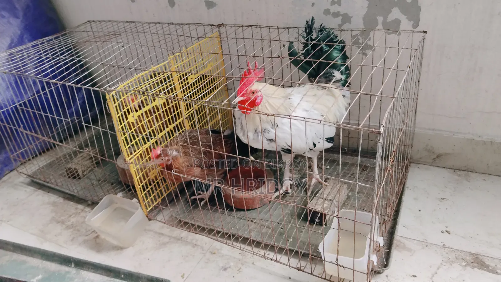 Desi Chicken
