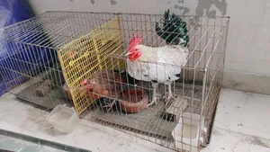 Desi Chicken