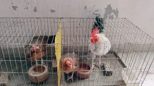 Desi Chicken