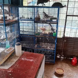 Foreign Pigeons for Sale