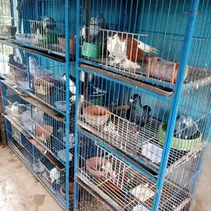 Foreign Pigeons for Sale