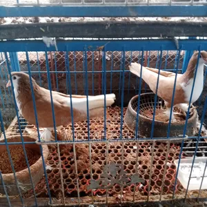Foreign Pigeons for Sale