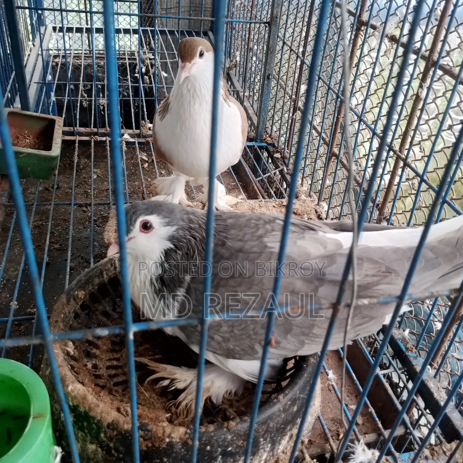 Foreign Pigeons for Sale