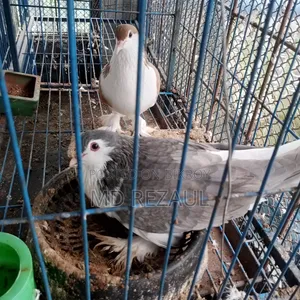 Foreign Pigeons for Sale