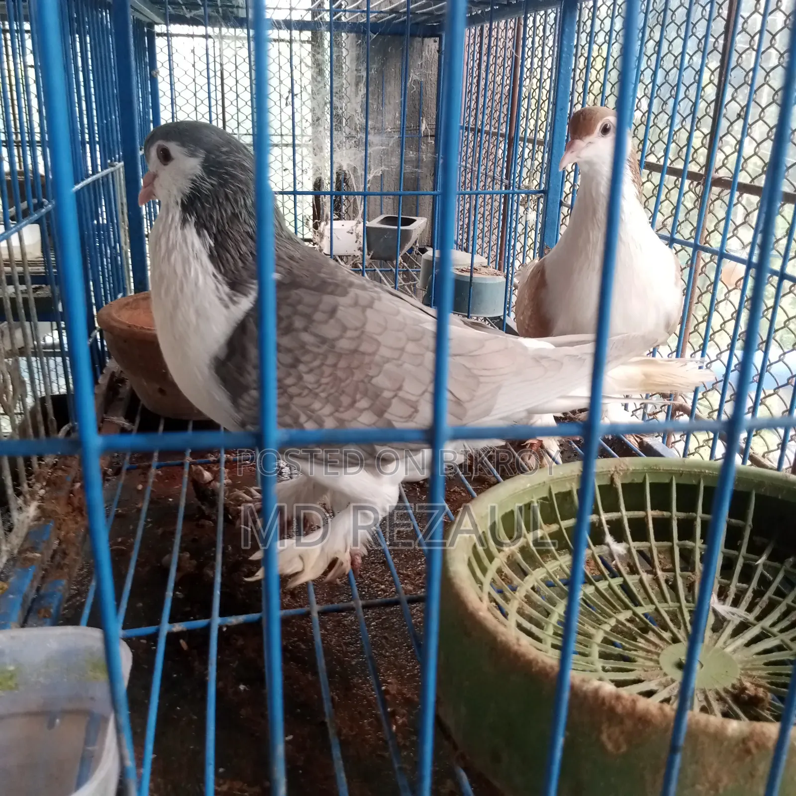 Foreign Pigeons for Sale