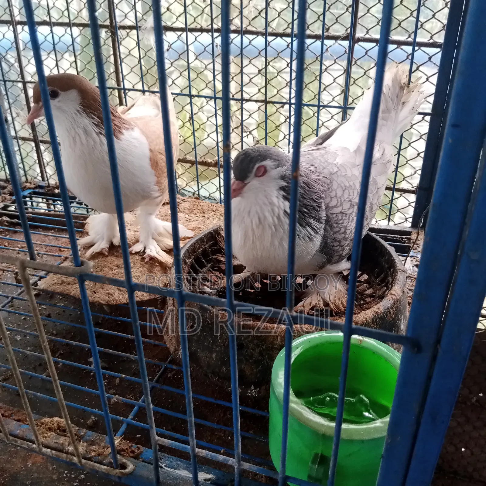Foreign Pigeons for Sale