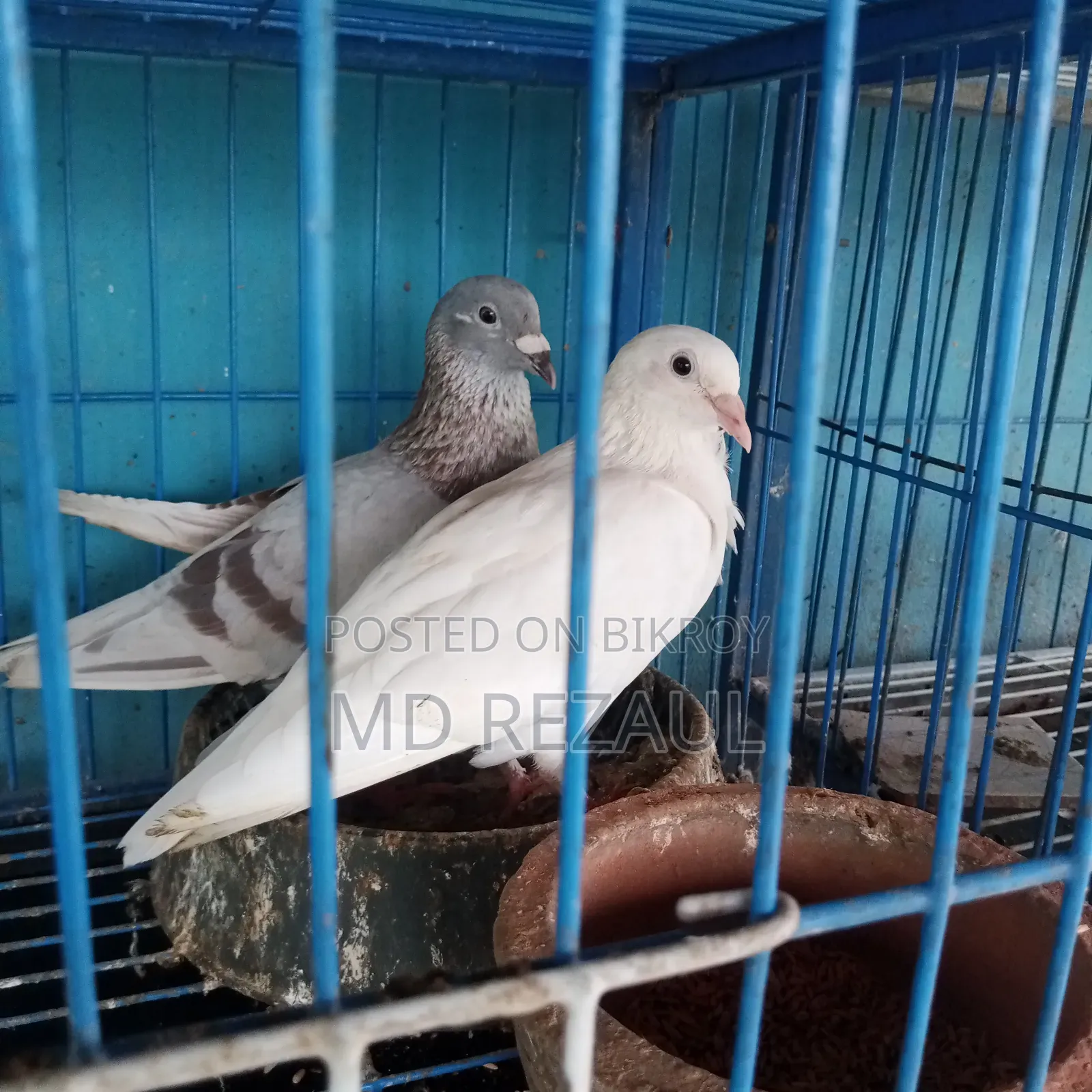 Foreign Pigeons for Sale