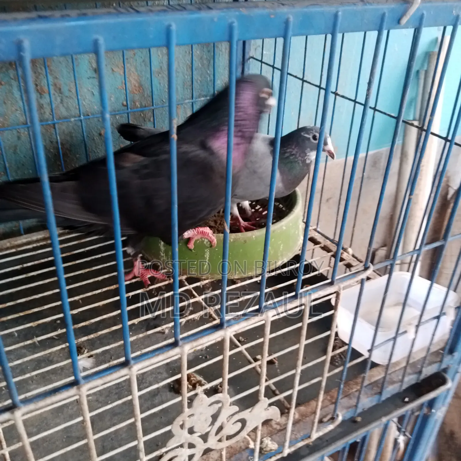 Foreign Pigeons for Sale