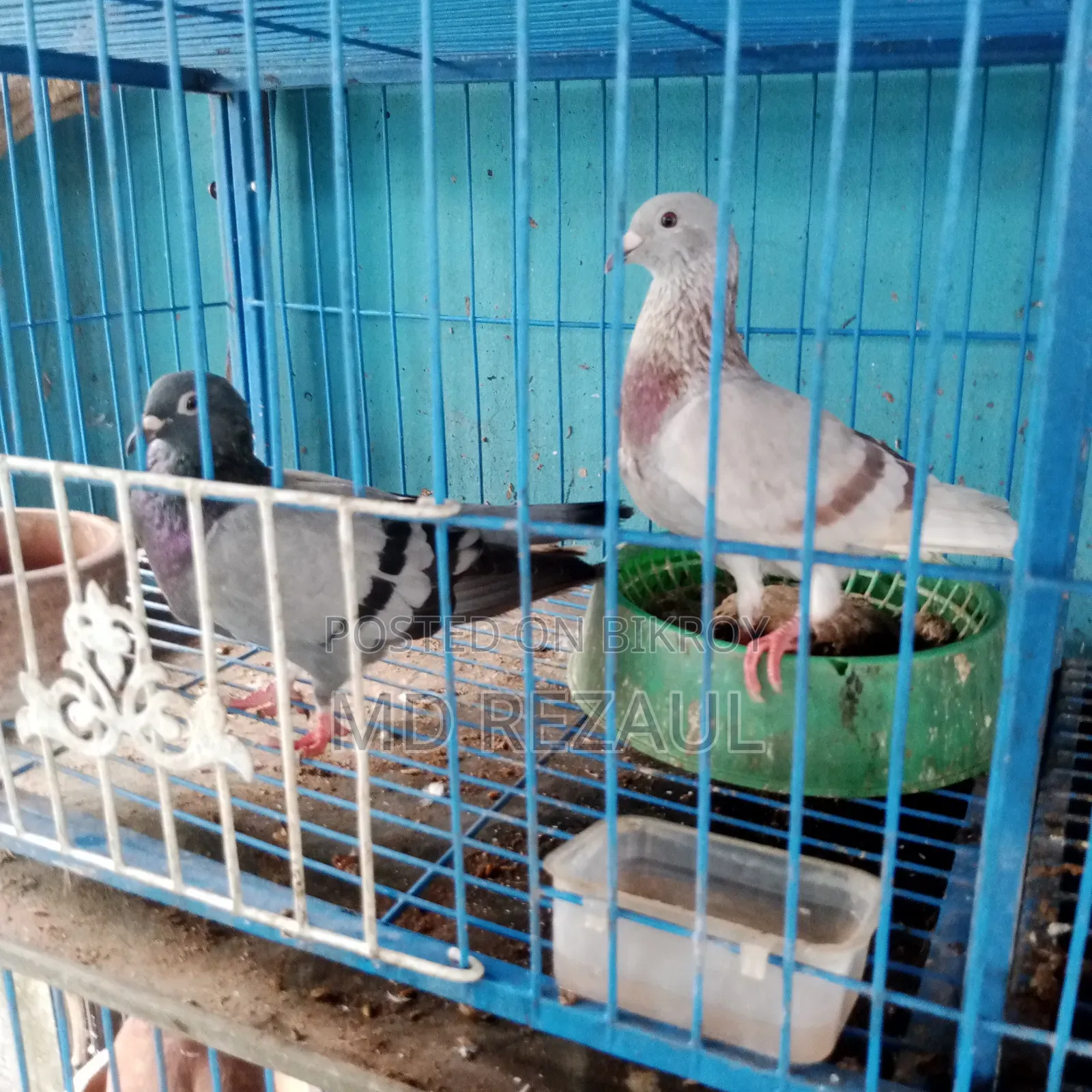 Foreign Pigeons for Sale