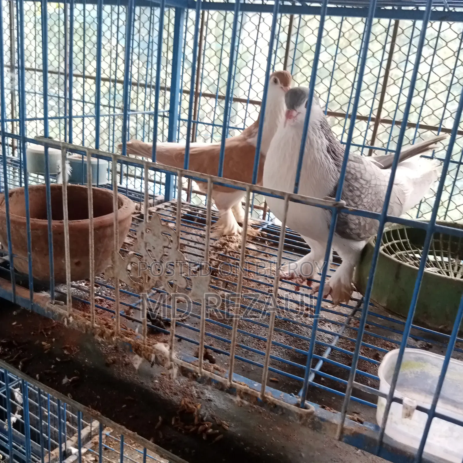 Foreign Pigeons for Sale