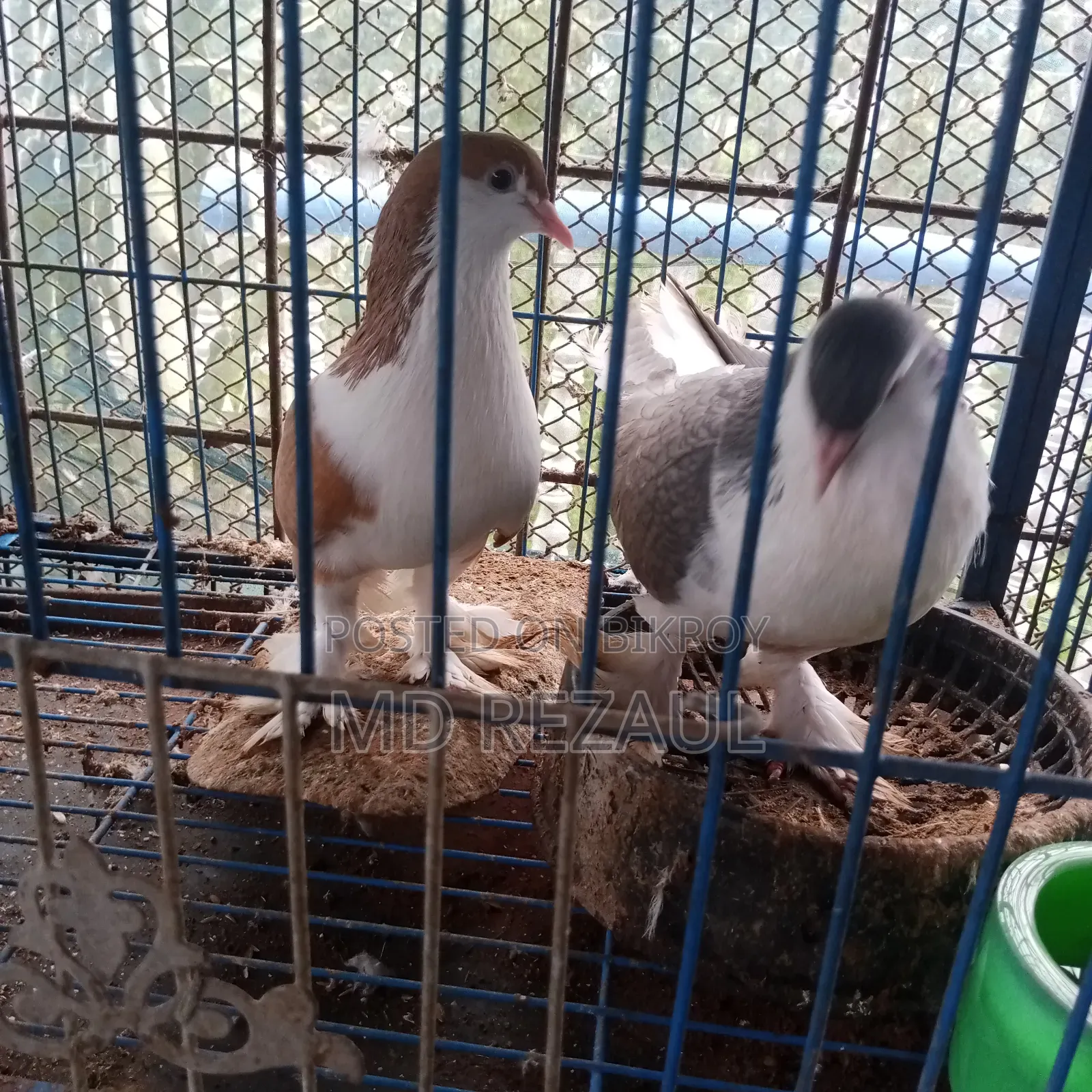 Foreign Pigeons for Sale
