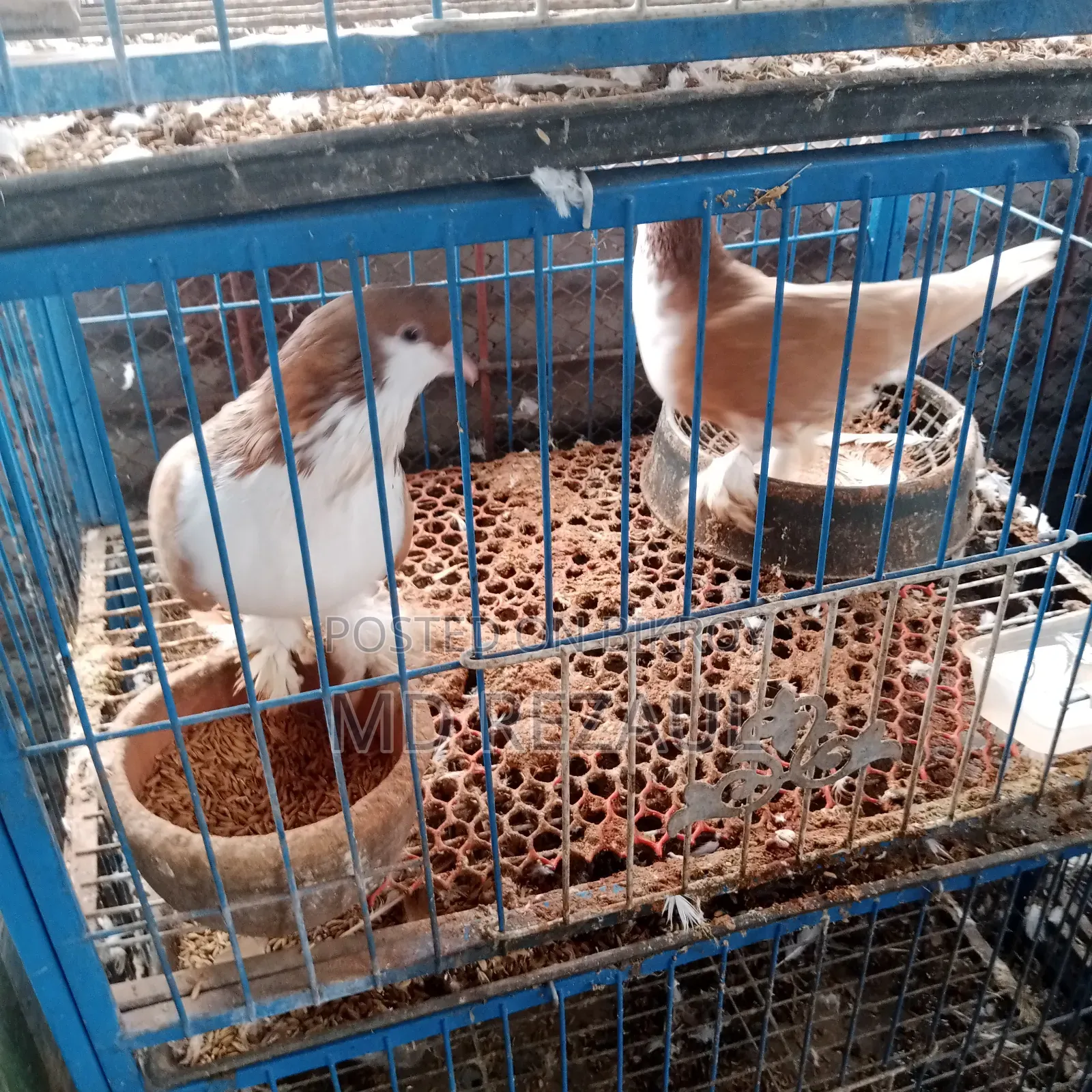 Foreign Pigeons for Sale
