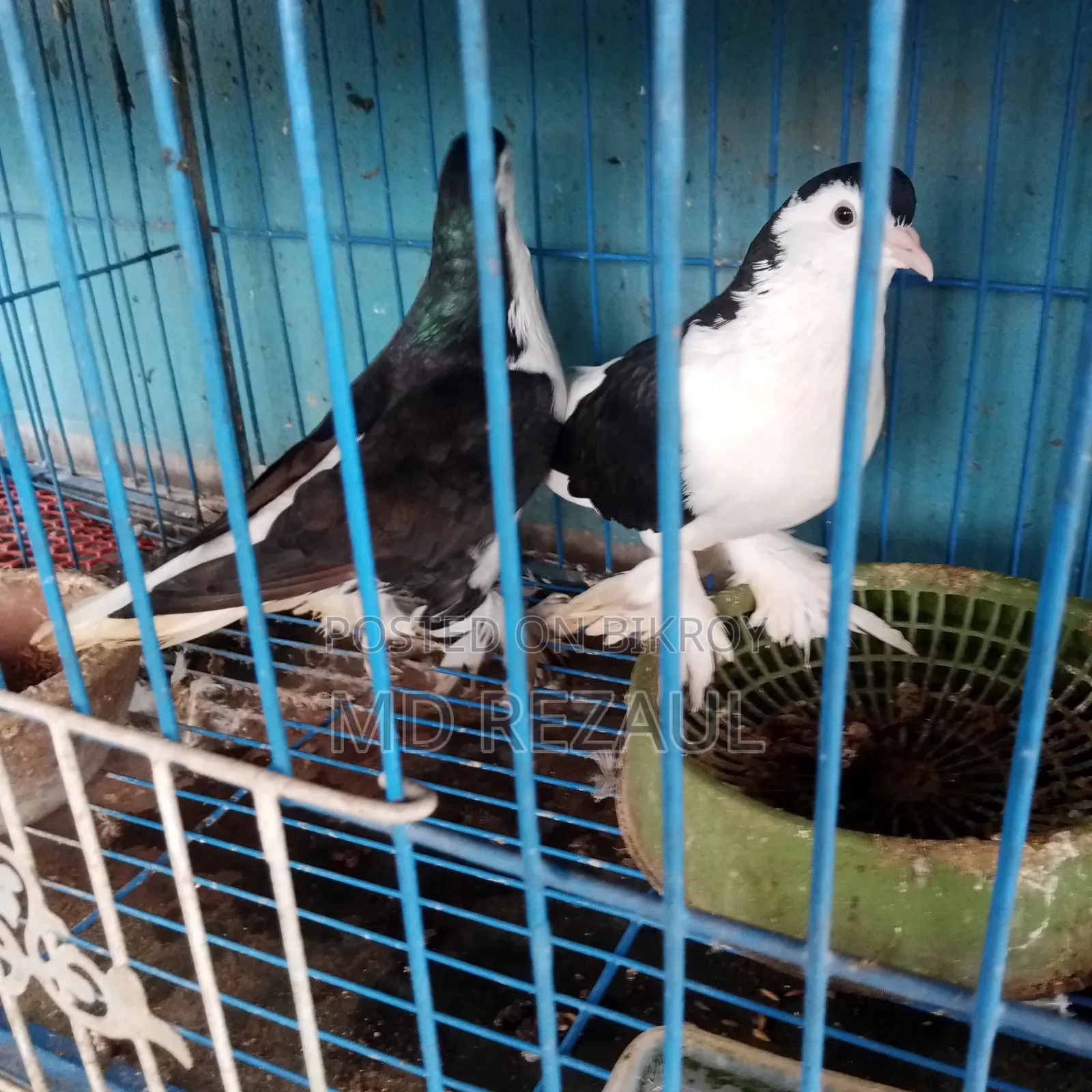 Foreign Pigeons for Sale