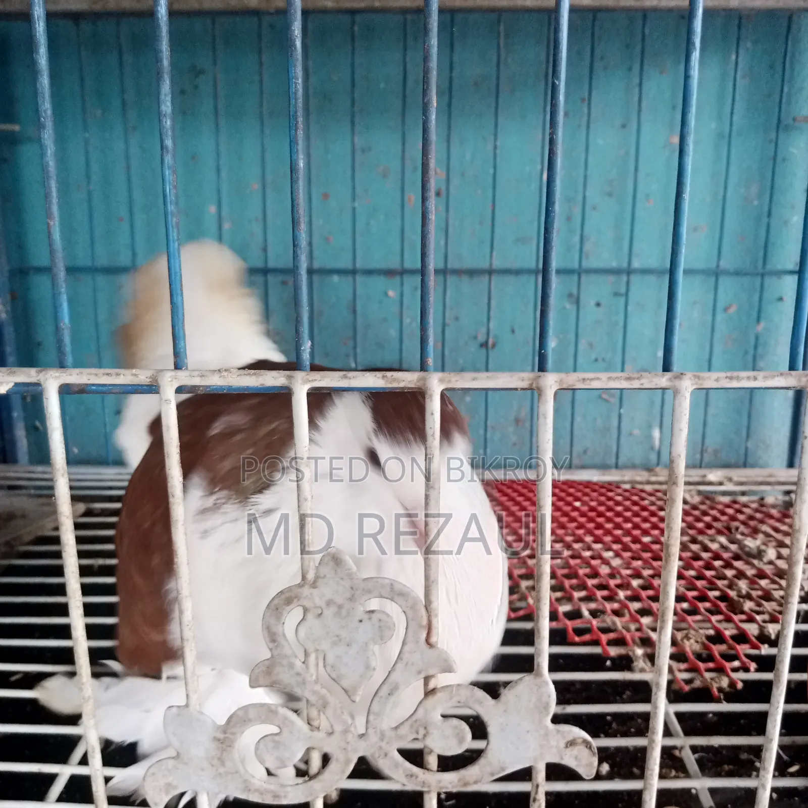 Foreign Pigeons for Sale