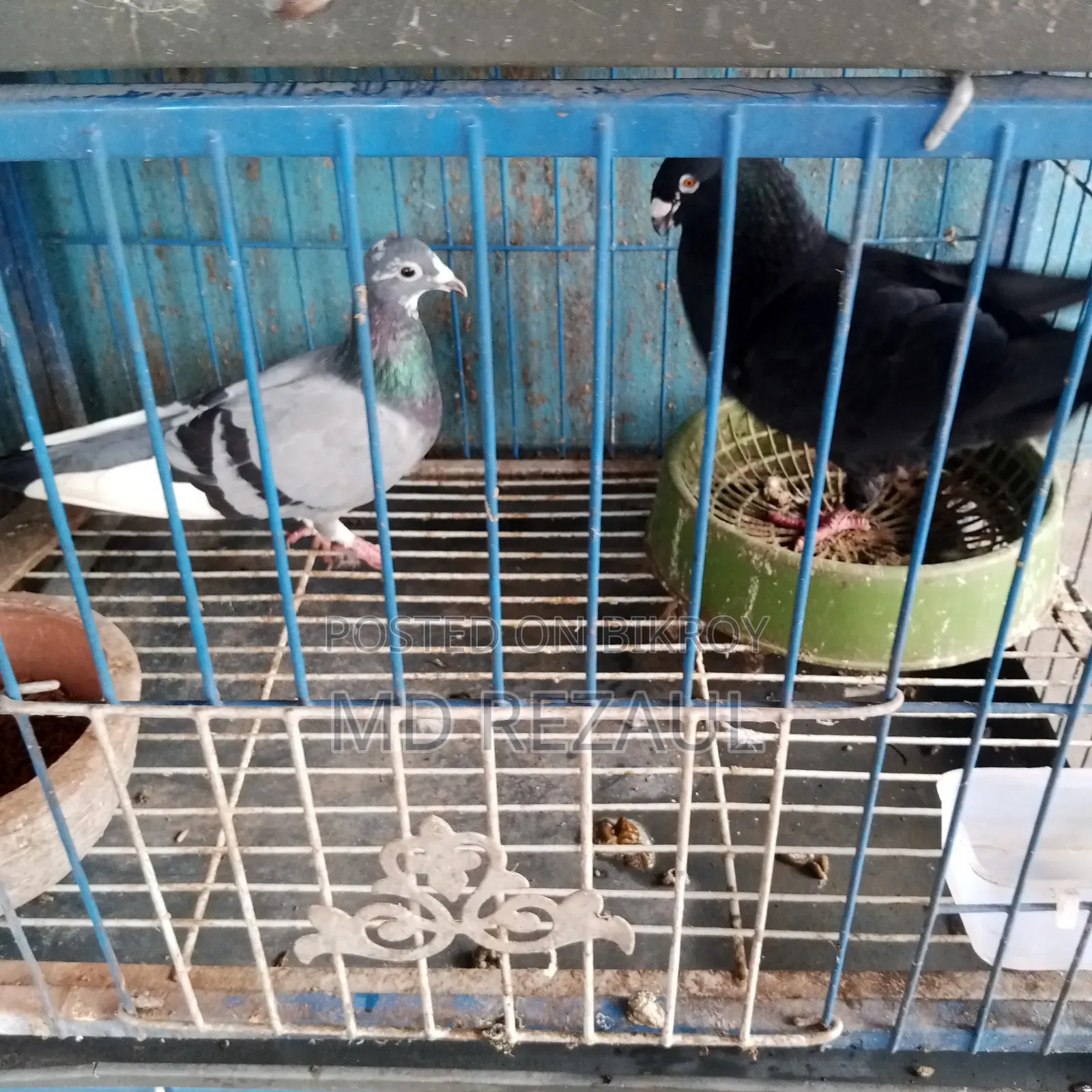 Foreign Pigeons for Sale