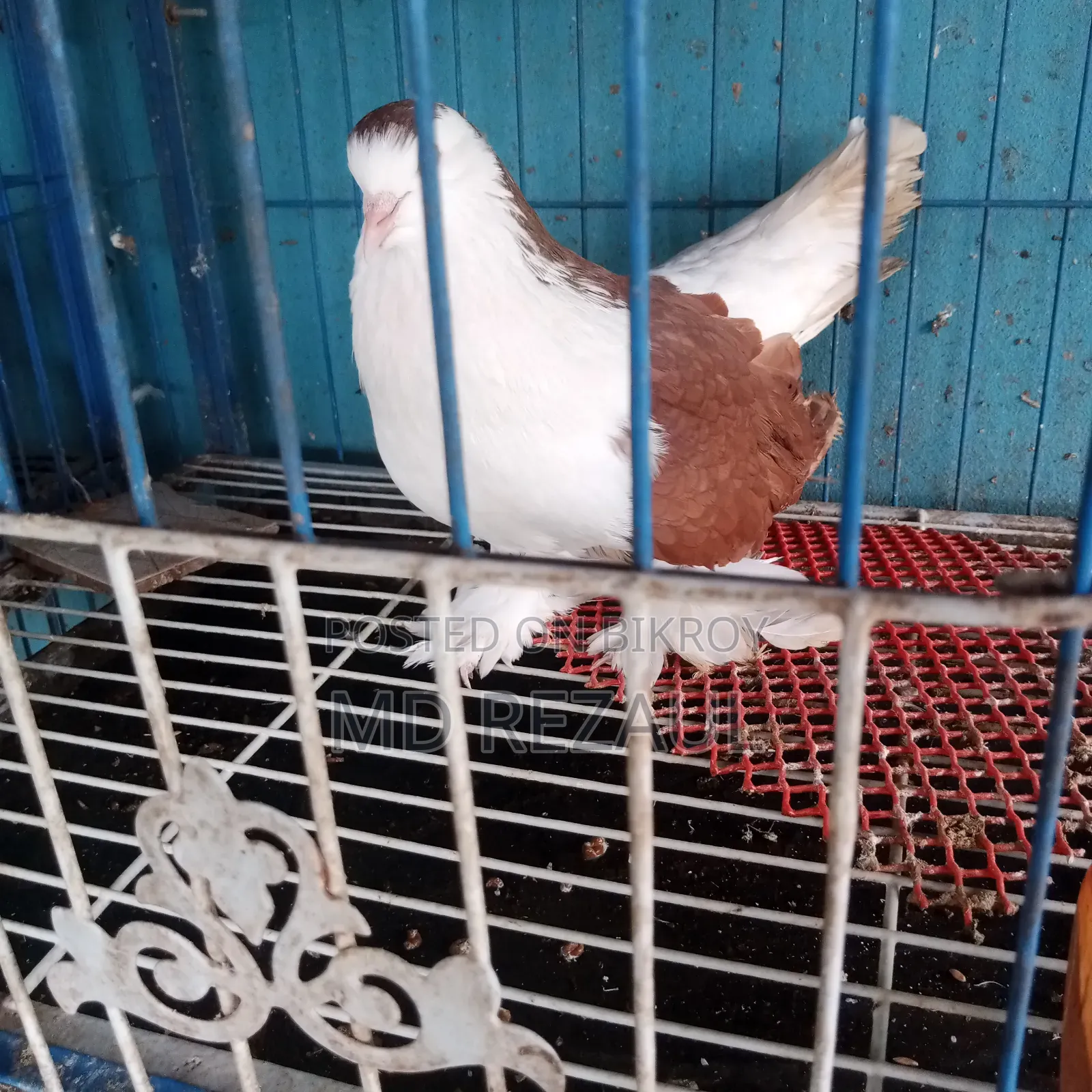 Foreign Pigeons for Sale