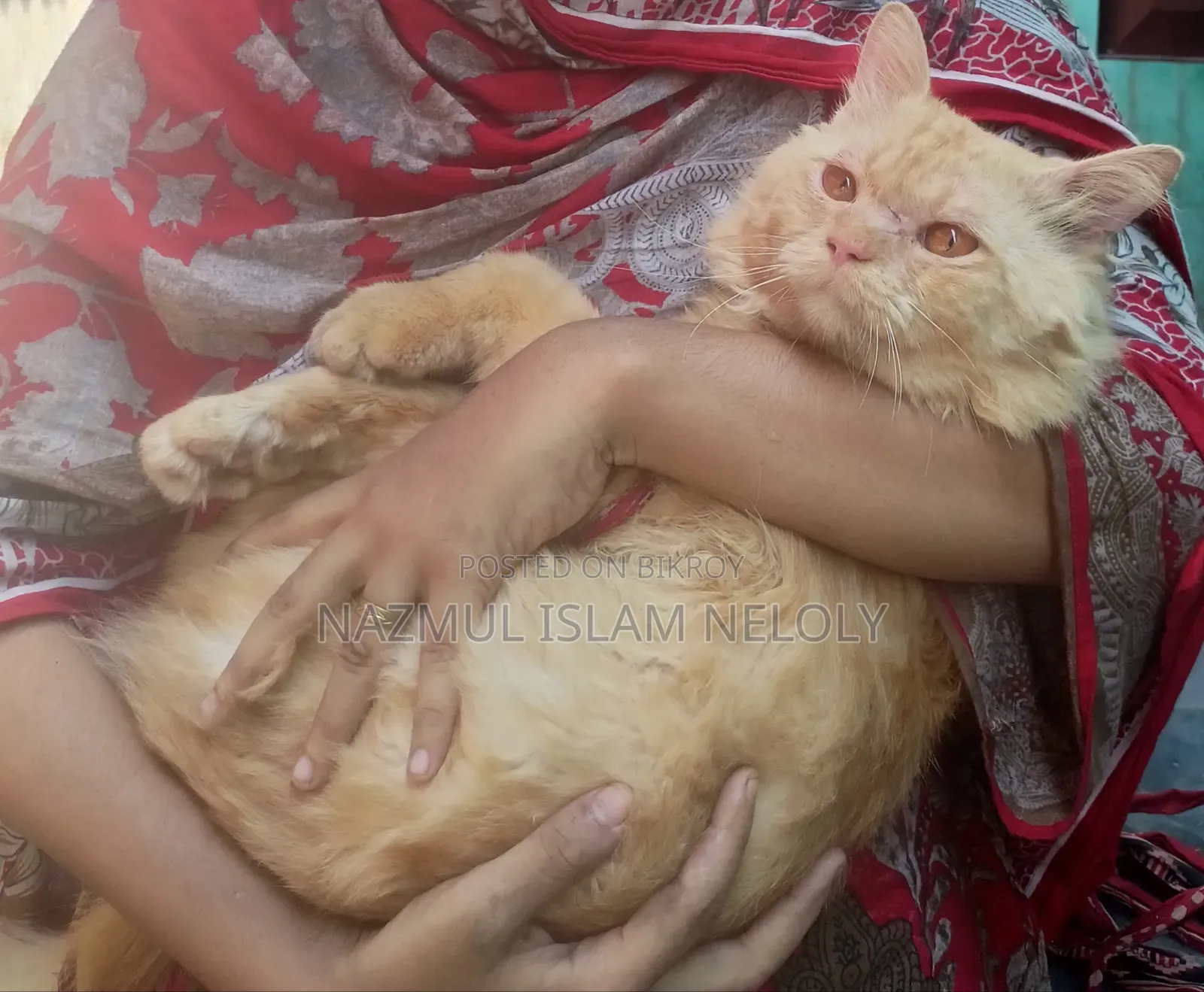 6-12 Months Male Purebred Persian