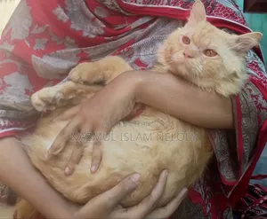 6-12 Months Male Purebred Persian