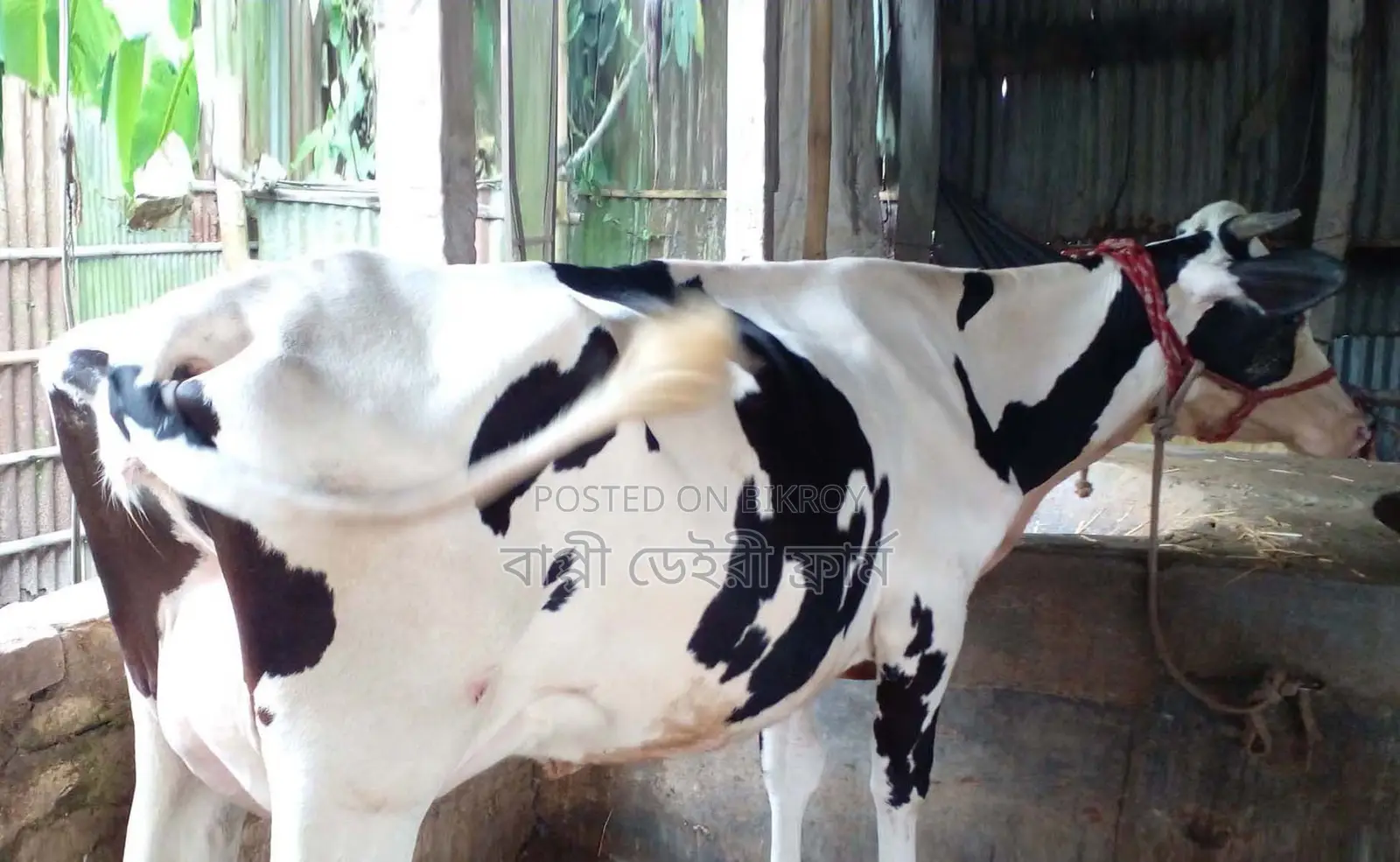 ১৬৭৬নং গাভী গরু বিক্রয় হবে ।
