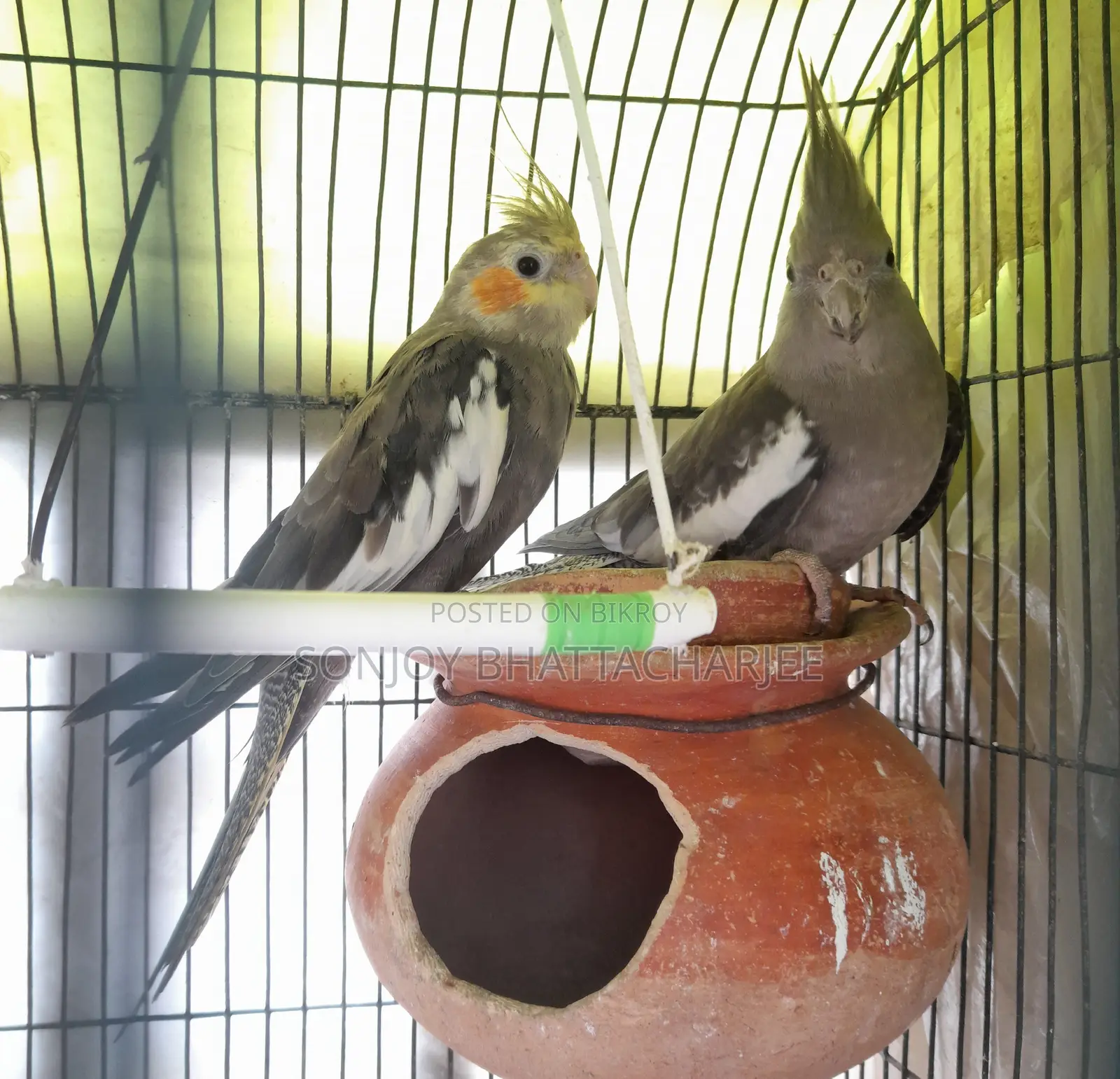 Cockatiel Pair