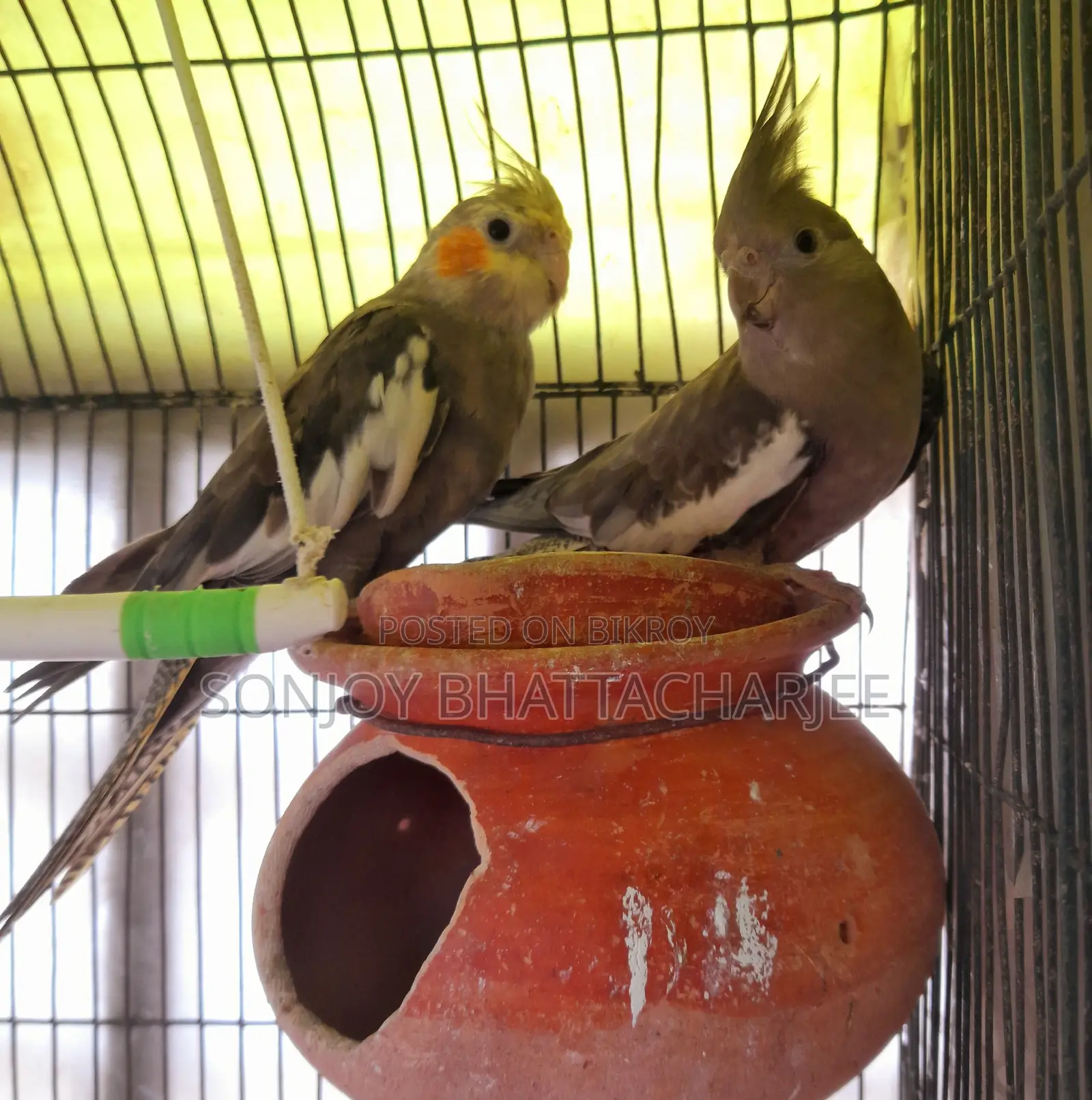 Cockatiel Pair