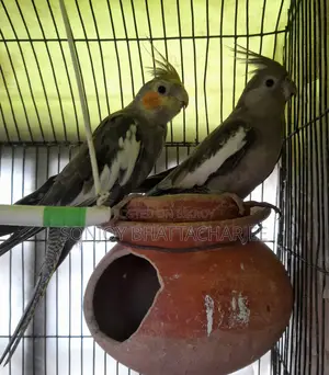 Cockatiel Pair