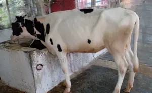 ১৬৭৭নং বকনা গরু কিনুন পোষার জন্য ভালো হবে ।